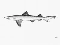 Broadfin shark (Lamiopsis temminckii)