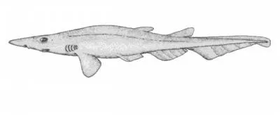 Broadgill catshark (Apristurus riveri)