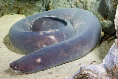 Broadgilled hagfish (Eptatretus cirrhatus)