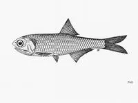 Broadhead anchovy (Stolephorus brachycephalus)