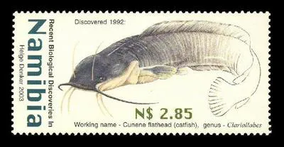 Broadhead catfish (Clariallabes platyprosopos)