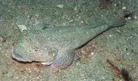 Broadhead flathead (Sunagocia arenicola)