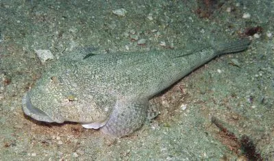 Broadhead flathead (Sunagocia arenicola)