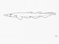 Broadnose catshark (Apristurus investigatoris)