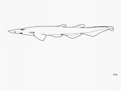 Broadnose catshark (Apristurus investigatoris)