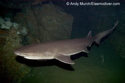 Broadnose sevengill shark (Notorynchus cepedianus)