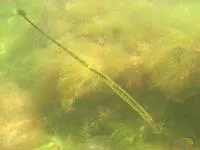 Broadnosed pipefish (Syngnathus typhle)