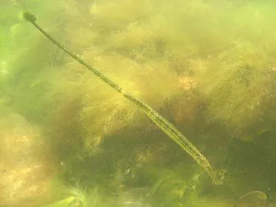 Broadnosed pipefish (Syngnathus typhle)