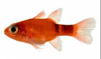 Broadsaddle cardinalfish (Apogon pillionatus)