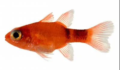 Broadsaddle cardinalfish (Apogon pillionatus)