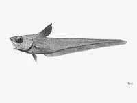 Broadsnout grenadier (Nezumia latirostrata)