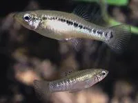 Broadspotted molly (Poecilia latipunctata)