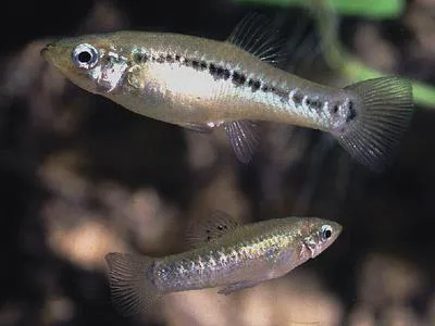 Broadspotted molly (Poecilia latipunctata)