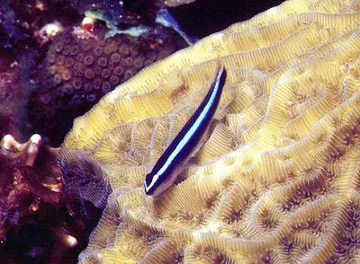 Broadstripe goby (Elacatinus prochilos)