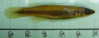 Broadstripe topminnow (Fundulus euryzonus)