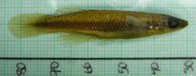 Broadstripe topminnow (Fundulus euryzonus)