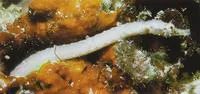 Brock's pipefish (Halicampus brocki)