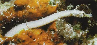 Brock's pipefish (Halicampus brocki)