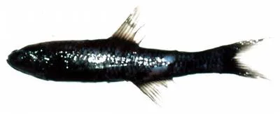 Brokenline lanternfish (Lampanyctus jordani)