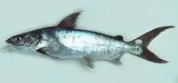 Bronze catfish (Netuma bilineata)