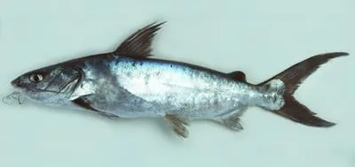 Bronze catfish (Netuma bilineata)