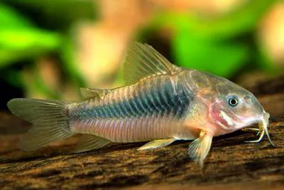 Bronze corydoras (Corydoras aeneus)