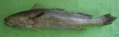Bronze croaker (Otolithoides biauritus)