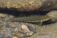 Bronze darter (Percina palmaris)