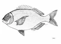Bronze seabream (Pachymetopon grande)