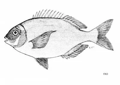Bronze seabream (Pachymetopon grande)