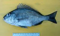 Bronze-striped grunt (Orthopristis reddingi)