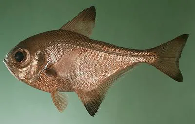 Bronze sweeper (Pempheris analis)