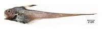 Bronze whiptail (Lucigadus ori)
