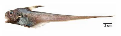 Bronze whiptail (Lucigadus ori)