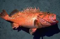 Bronzespotted rockfish (Sebastes gilli)