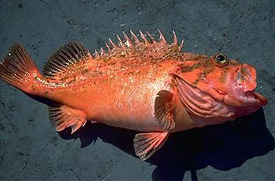 Bronzespotted rockfish (Sebastes gilli)