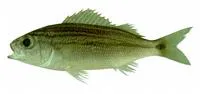 Bronzestripe grunt (Haemulon boschmae)