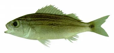 Bronzestripe grunt (Haemulon boschmae)