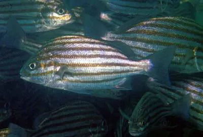 Bronzestriped grunt (Pomadasys taeniatus)