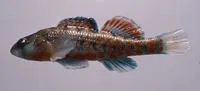 Brook Darter (Etheostoma burri)