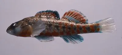 Brook Darter (Etheostoma burri)