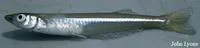 Brook silverside (Labidesthes sicculus)