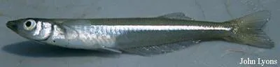 Brook silverside (Labidesthes sicculus)