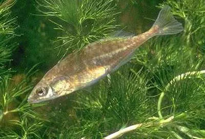 Brook stickleback (Culaea inconstans)
