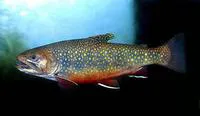 Brook trout (Salvelinus fontinalis)