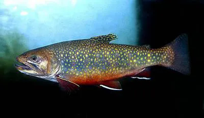 Brook trout (Salvelinus fontinalis)