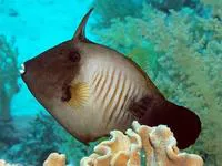 Broom filefish (Amanses scopas)