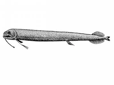 Broomfin dragonfish (Thysanactis dentex)