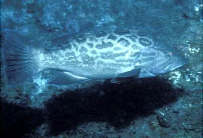 Broomtail grouper (Mycteroperca xenarcha)