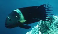 Broomtail wrasse (Cheilinus lunulatus)